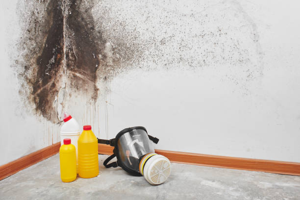 Attic Mold Removal in Farmington, UT