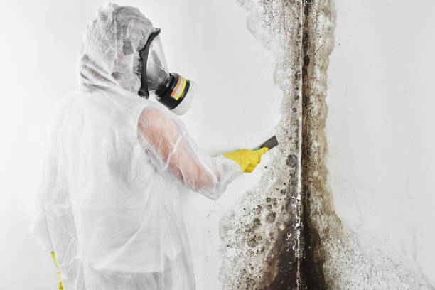Best Mold Testing  in Farmington, UT