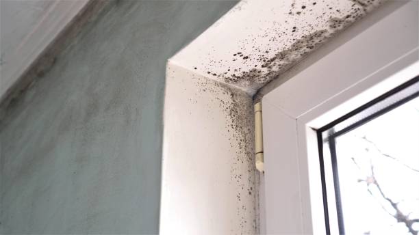 Best Home Mold Removal  in Farmington, UT