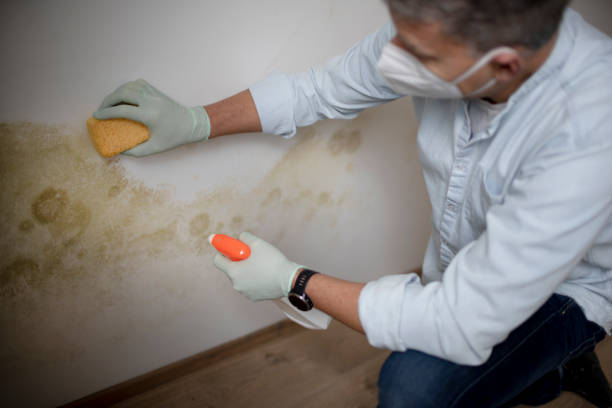 Best Black Mold Removal  in Farmington, UT