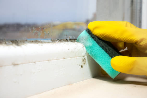 Professional Mold Removal in Farmington, UT