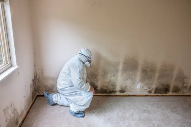 Best Professional Mold Removal  in Farmington, UT