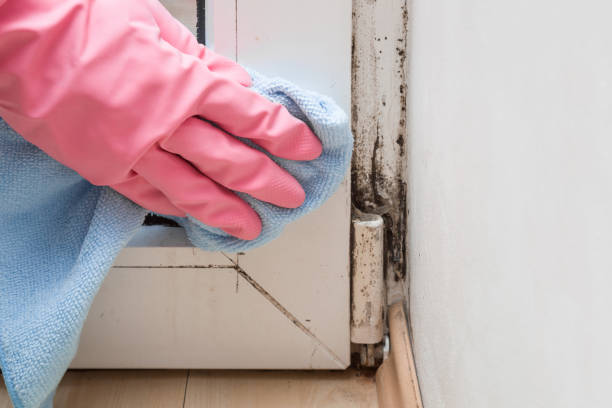 Best Mold Damage Repair  in Farmington, UT